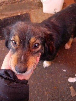 Dora, kleine Heldin auf vier Pfoten sucht ihr großes Glück 🐾, Mischling - Hündin