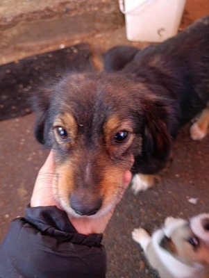 Dora, kleine Heldin auf vier Pfoten sucht ihr großes Glück 🐾, Mischling - Hündin