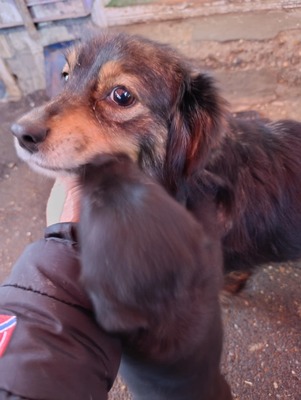 Dora, kleine Heldin auf vier Pfoten sucht ihr großes Glück 🐾, Mischling - Hündin