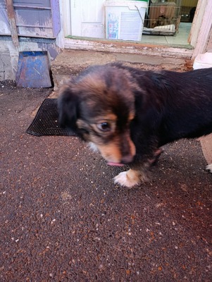 Dora, kleine Heldin auf vier Pfoten sucht ihr großes Glück 🐾, Mischling - Hündin