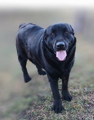 Dorian, Mischling - Rüde