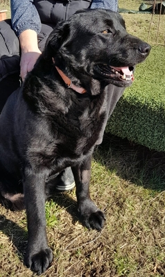 Dorian, Mischling - Rüde