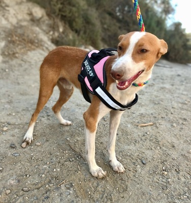 Dorian