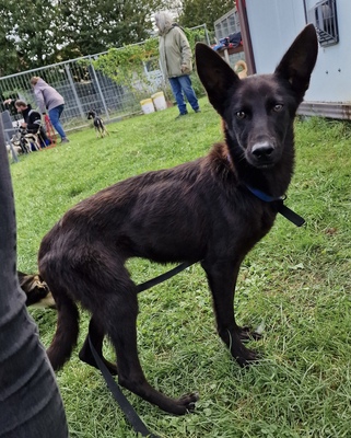 Dorie, Schäferhund - Mix - Hündin