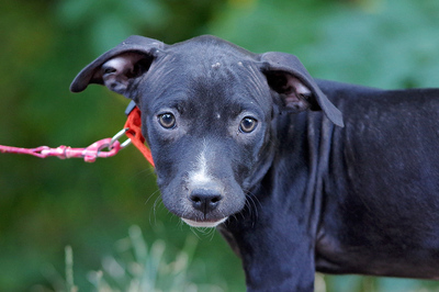 Dorina, Mischling Welpen - Hündin