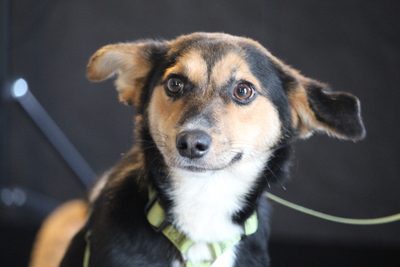 Dorino, Mischling - Rüde