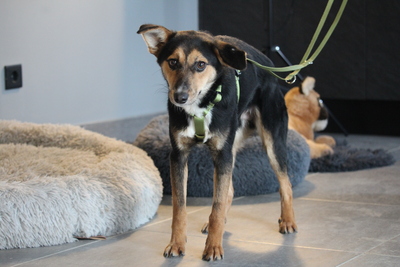 Dorino, Mischling - Rüde