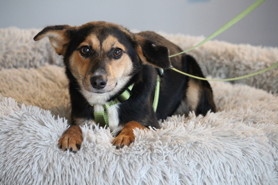 Dorino, Mischling - Rüde