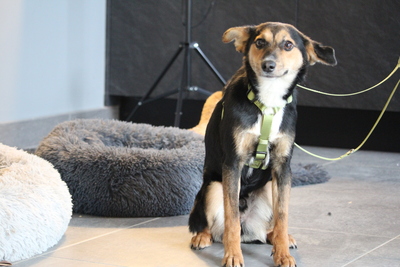 Dorino, Mischling - Rüde