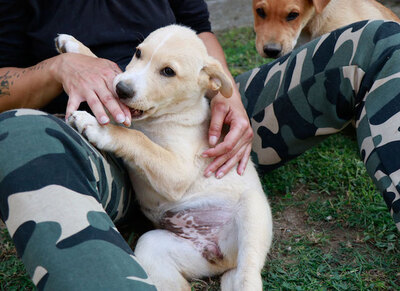Dorka - Menschenbezogene Hündin, ca. 5 Monate/49cm/14kg, Mischling Welpen - Hündin