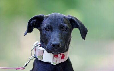 Dorka, Mischling Welpen - Hündin