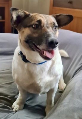 Dorle, Jack Russel Corgi Mix - Hündin