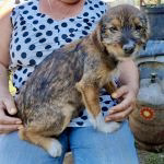 Dorli, Mix - Hündin