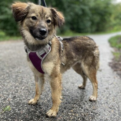 🌺Dorota ist eine einjährige Mischlingshündin. Sie wurde aus einem Zigeunerlager gerettet, wo sie mit mehreren anderen Hunden (Pakuna, Priya, Ela) an einer Kette gehalten wurde💥, Mischlingshündin - Hündin