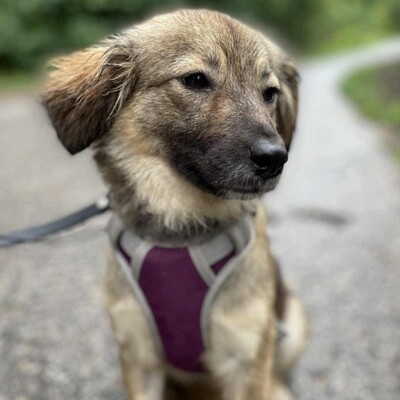 🌺Dorota ist eine einjährige Mischlingshündin. Sie wurde aus einem Zigeunerlager gerettet, wo sie mit mehreren anderen Hunden (Pakuna, Priya, Ela) an einer Kette gehalten wurde💥, Mischlingshündin - Hündin