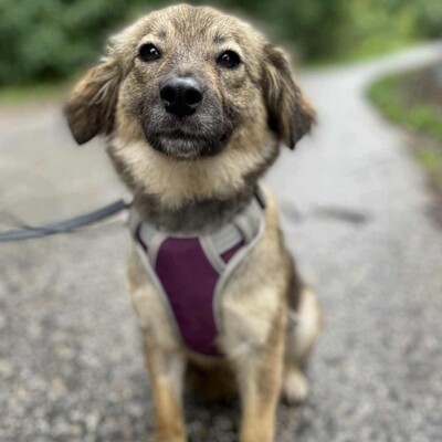 🌺Dorota ist eine einjährige Mischlingshündin. Sie wurde aus einem Zigeunerlager gerettet, wo sie mit mehreren anderen Hunden (Pakuna, Priya, Ela) an einer Kette gehalten wurde💥, Mischlingshündin - Hündin