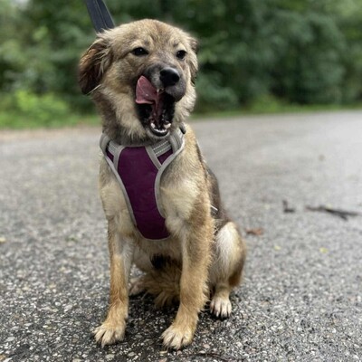 🌺Dorota ist eine einjährige Mischlingshündin. Sie wurde aus einem Zigeunerlager gerettet, wo sie mit mehreren anderen Hunden (Pakuna, Priya, Ela) an einer Kette gehalten wurde💥, Mischlingshündin - Hündin