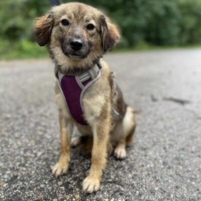 🌺Dorota ist eine einjährige Mischlingshündin. Sie wurde aus einem Zigeunerlager gerettet, wo sie mit mehreren anderen Hunden (Pakuna, Priya, Ela) an einer Kette gehalten wurde💥, Mischlingshündin - Hündin
