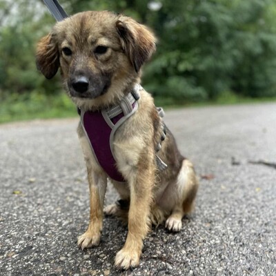🌺Dorota ist eine einjährige Mischlingshündin. Sie wurde aus einem Zigeunerlager gerettet, wo sie mit mehreren anderen Hunden (Pakuna, Priya, Ela) an einer Kette gehalten wurde💥, Mischlingshündin - Hündin