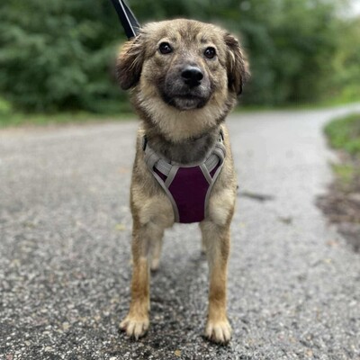 🌺Dorota ist eine einjährige Mischlingshündin. Sie wurde aus einem Zigeunerlager gerettet, wo sie mit mehreren anderen Hunden (Pakuna, Priya, Ela) an einer Kette gehalten wurde💥, Mischlingshündin - Hündin