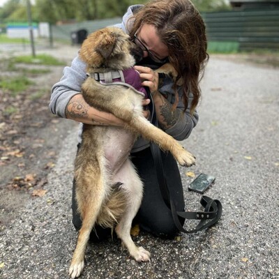 🌺Dorota ist eine einjährige Mischlingshündin. Sie wurde aus einem Zigeunerlager gerettet, wo sie mit mehreren anderen Hunden (Pakuna, Priya, Ela) an einer Kette gehalten wurde💥, Mischlingshündin - Hündin