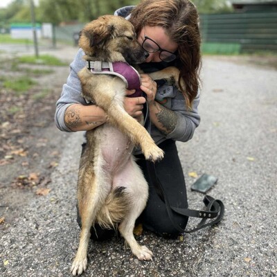 🌺Dorota ist eine einjährige Mischlingshündin. Sie wurde aus einem Zigeunerlager gerettet, wo sie mit mehreren anderen Hunden (Pakuna, Priya, Ela) an einer Kette gehalten wurde💥, Mischlingshündin - Hündin