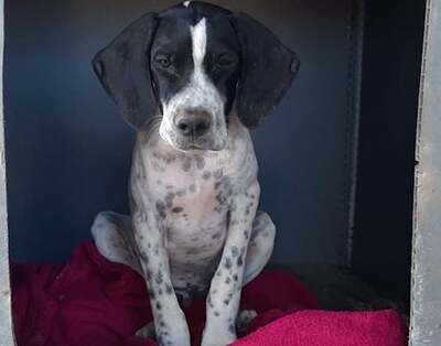 Dotty - Verspielter Pointerrüde, ca. 5 Monate/7kg, Pointer Welpen - Rüde