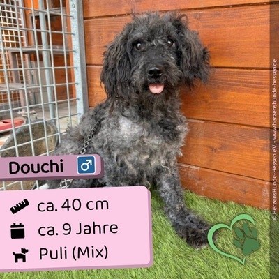 Douchi, Puli - Rüde 1