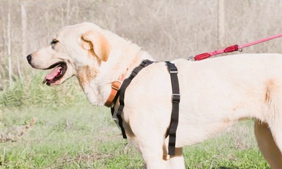 Doya - ein großer Schatz