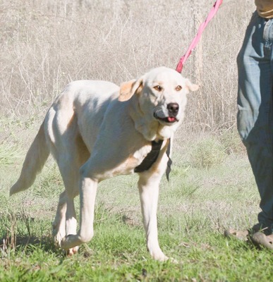 Doya - ein großer Schatz, Mischling - Hündin