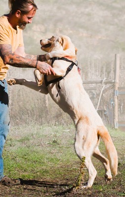 Doya - ein großer Schatz, Mischling - Hündin