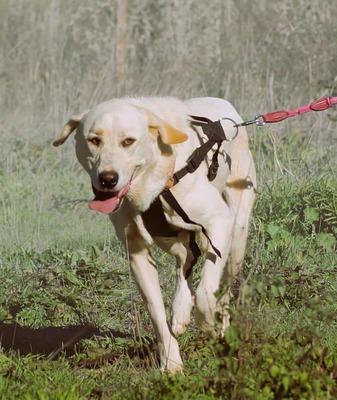 Doya - ein großer Schatz, Mischling - Hündin
