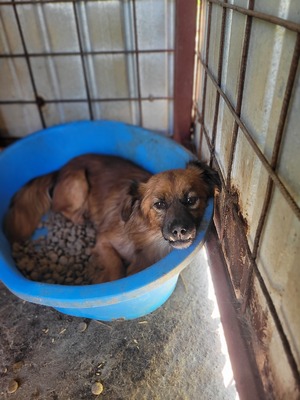 Dracula, kleiner Kämpfer mit großem Herzen