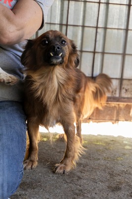 Dracula, kleiner Kämpfer mit großem Herzen, Mischling - Rüde