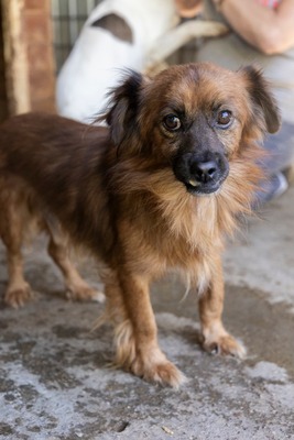 Dracula, kleiner Kämpfer mit großem Herzen, Mischling - Rüde