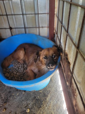 Dracula, kleiner Kämpfer mit großem Herzen, Mischling - Rüde