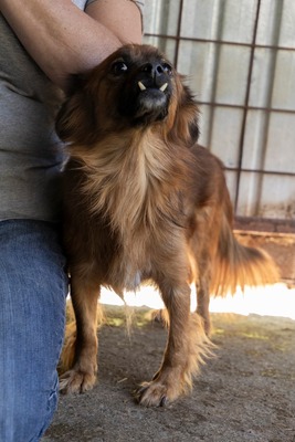 Dracula, kleiner Kämpfer mit großem Herzen, Mischling - Rüde