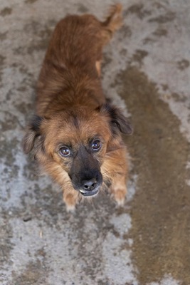 Dracula, kleiner Kämpfer mit großem Herzen, Mischling - Rüde