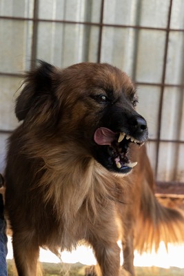 Dracula, kleiner Kämpfer mit großem Herzen, Mischling - Rüde