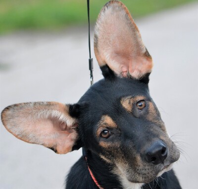 Dragon, Welpen - Rüde