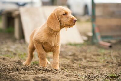 Drahthaarige Magyar Vizsla Welpen, Ungarische Vizsla Welpen - Rüde