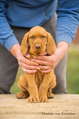 Drahthaarige Magyar Vizsla Welpen, Ungarische Vizsla Welpen - Rüde