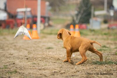 Drahthaarige Magyar Vizsla Welpen, Ungarische Vizsla Welpen - Rüde