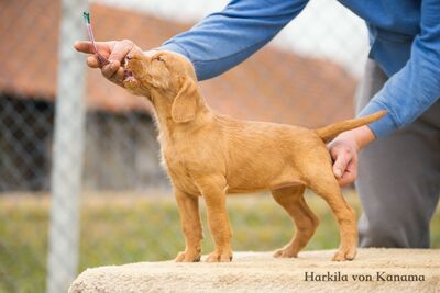 Drahthaarige Magyar Vizsla Welpen, Ungarische Vizsla Welpen - Rüde