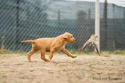 Drahthaarige Magyar Vizsla Welpen, Ungarische Vizsla Welpen - Rüde