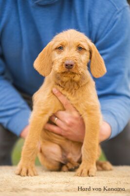 Drahthaarige Magyar Vizsla Welpen, Ungarische Vizsla Welpen - Rüde