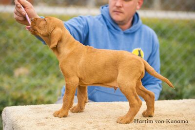 Drahthaarige Magyar Vizsla Welpen, Ungarische Vizsla Welpen - Rüde