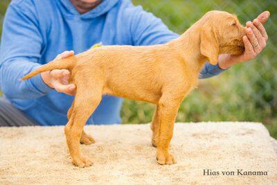 Drahthaarige Magyar Vizsla Welpen, Ungarische Vizsla Welpen - Rüde