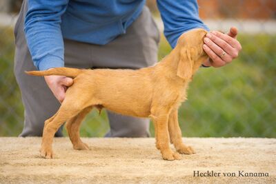 Drahthaarige Magyar Vizsla Welpen, Ungarische Vizsla Welpen - Rüde