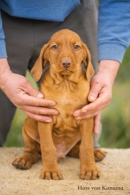 Drahthaarige Magyar Vizsla Welpen, Ungarische Vizsla Welpen - Rüde